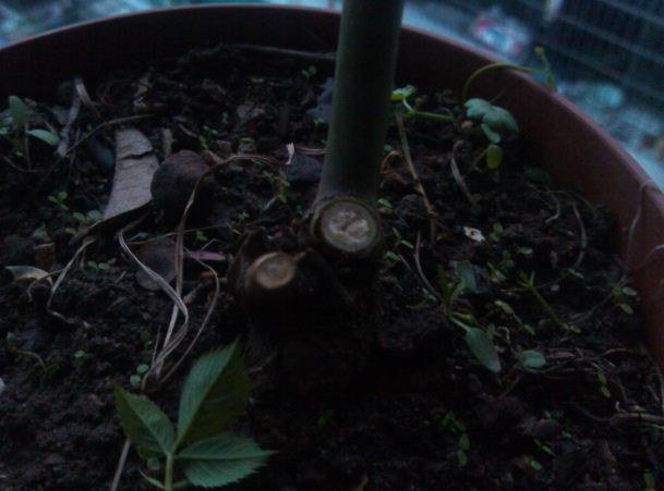 ������ѯ������һ���������������Ǻ�ɫ��