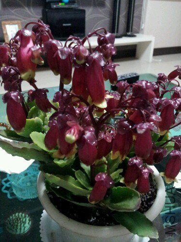 IMG20130403190244.jpg