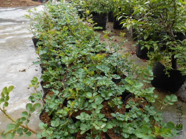 DSCN0757.jpg