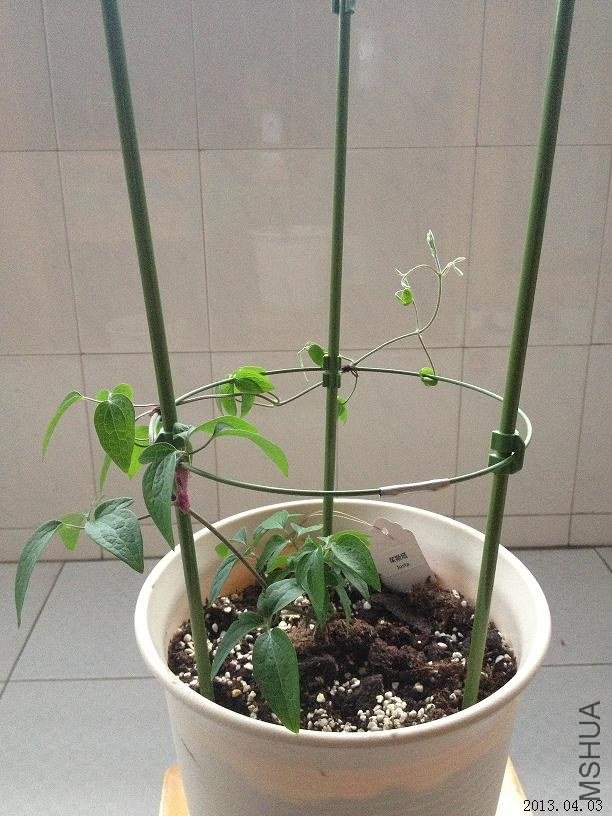 ��˹�� 2013.04.03��1��.JPG