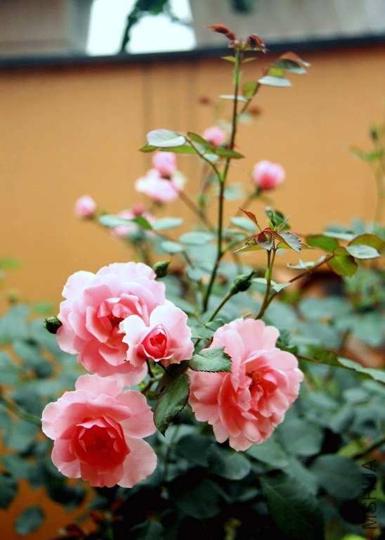 IMG_9861_��С��С.jpg