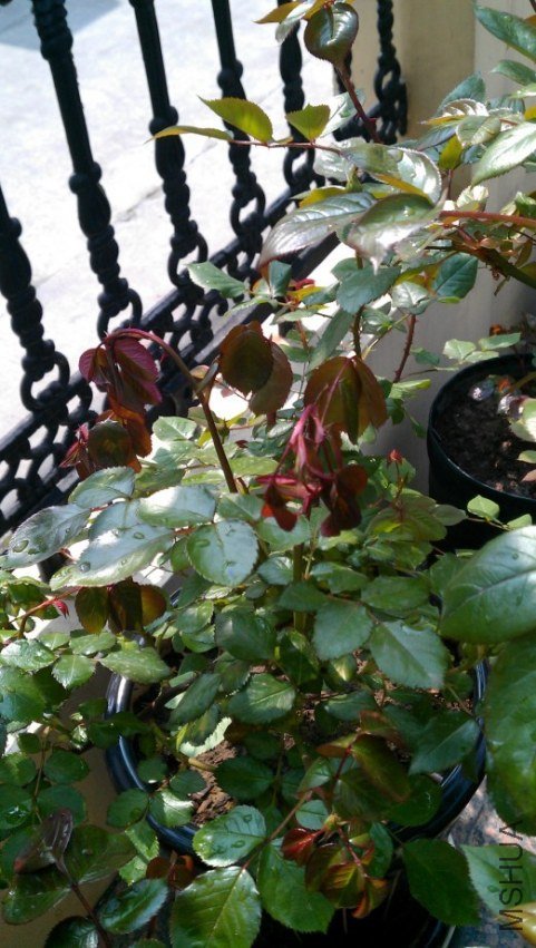 IMAG0431.jpg