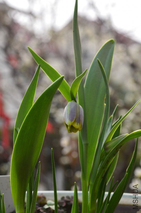 ���߱�ĸ20130310 002.JPG