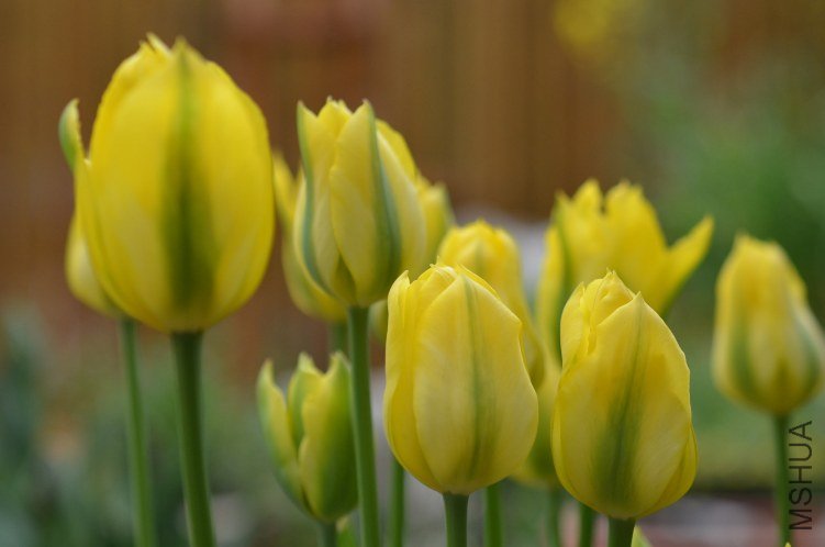 �ơ�ɫ��֮��20130329 001.JPG