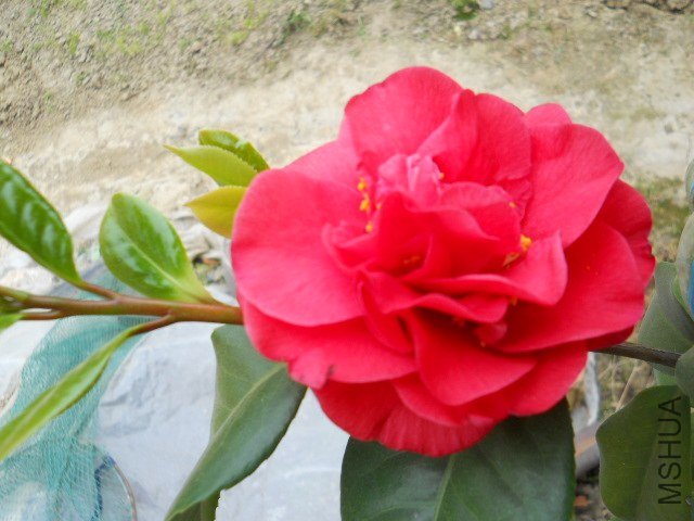 DSCN1057.JPG