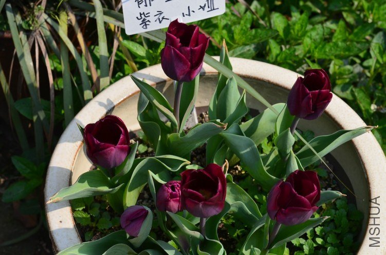 ����С ��20130402 001.JPG
