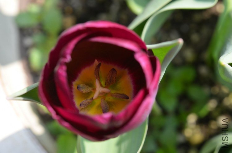 ����С ��20130402 004.JPG