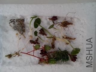 IMG_20130404_132128.jpg
