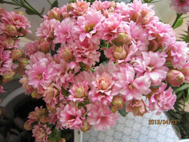 �绨ѩ��2 (1).jpg