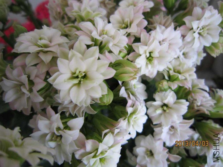 ����� (1).jpg