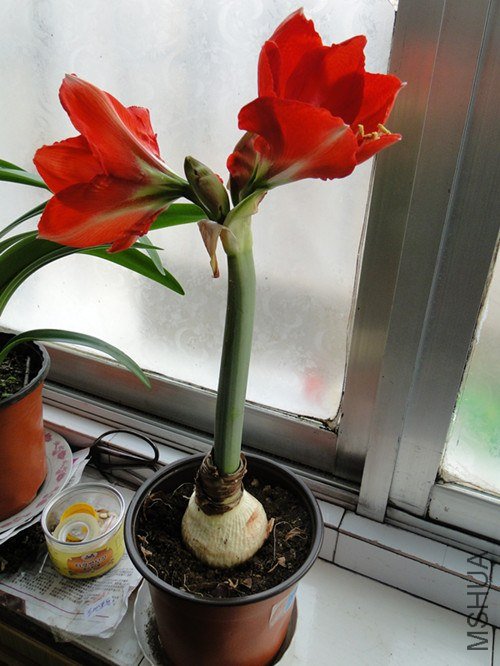 DSC03977_����.jpg