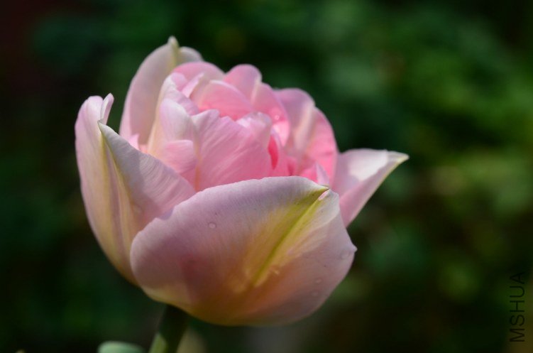 ��ʹ20130404 001.JPG