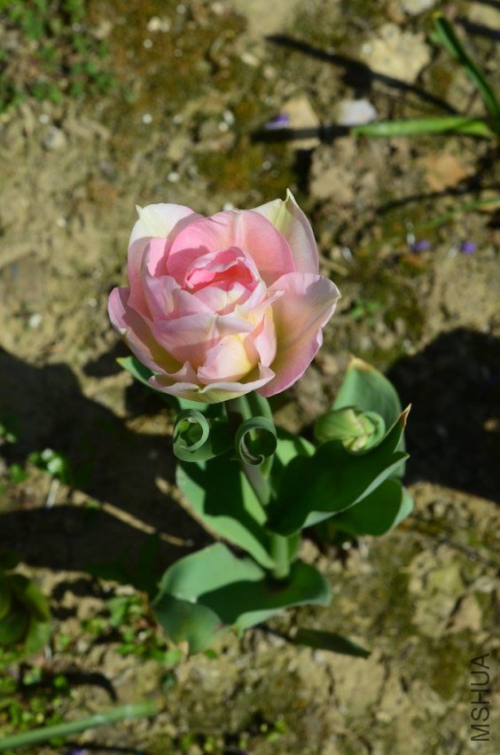 ��ʹ20130403 001.JPG