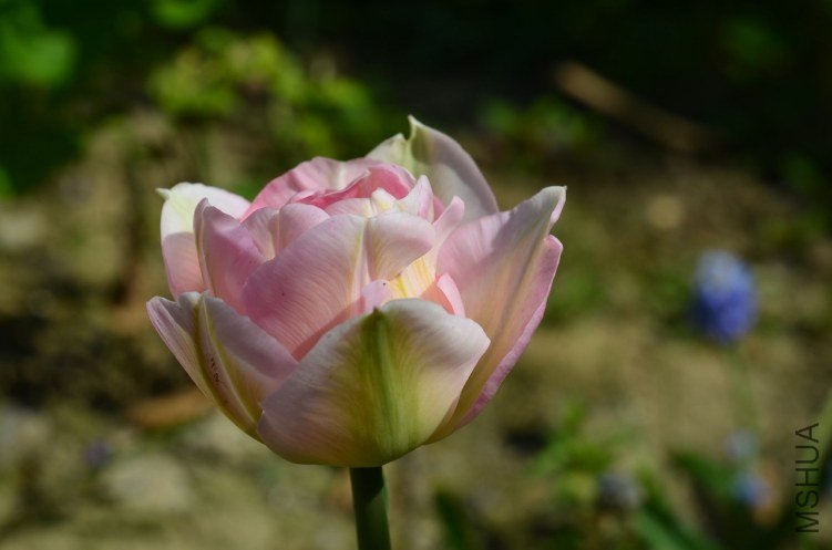 ��ʹ20130403 002.JPG