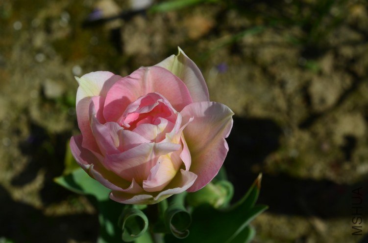 ��ʹ20130403 003.JPG