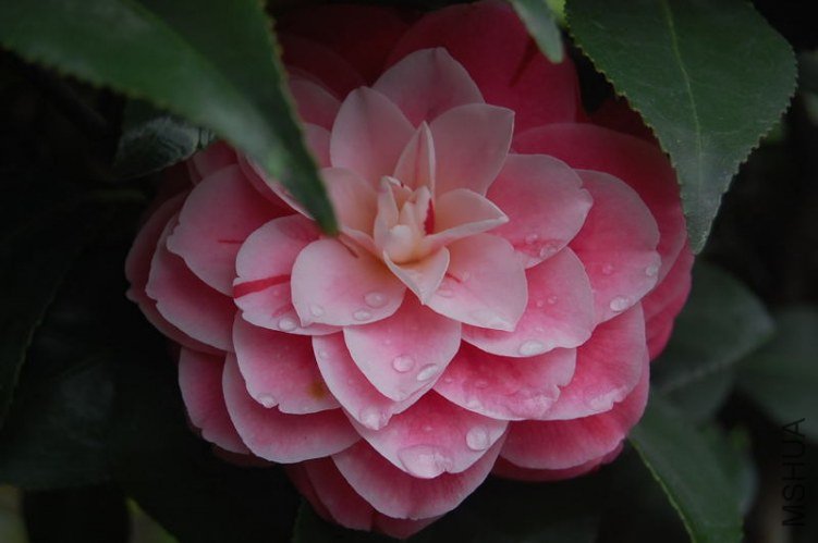 DSC_00900090.JPG