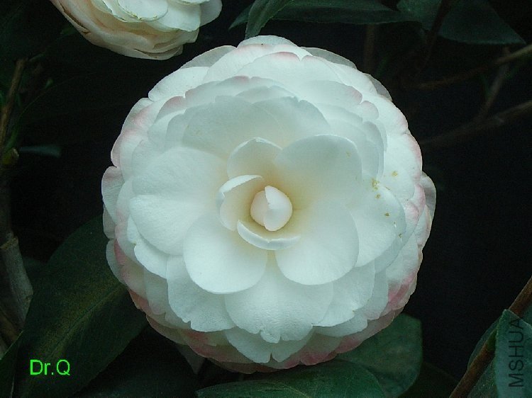 A5ָ�]��.JPG