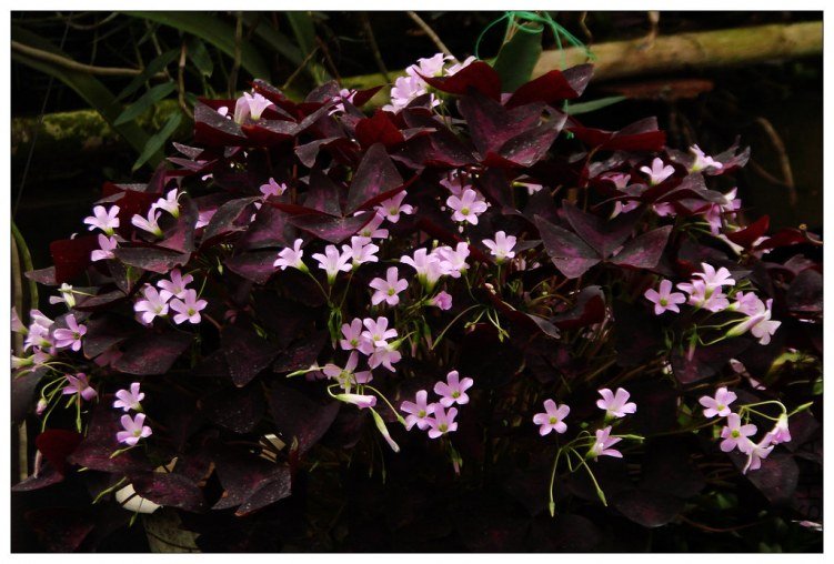 ����ǰ���������мд�������������Ȼ������