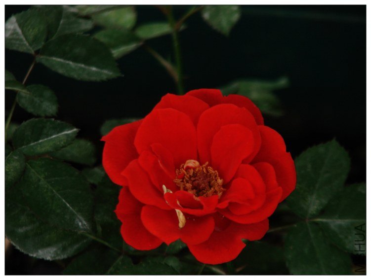 ��÷ǳ����Ĳ�֪��΢�£�˳������