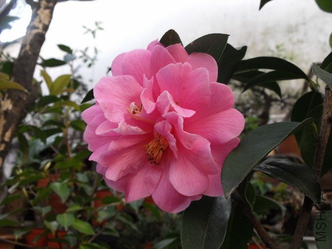 DSCF2513.JPG