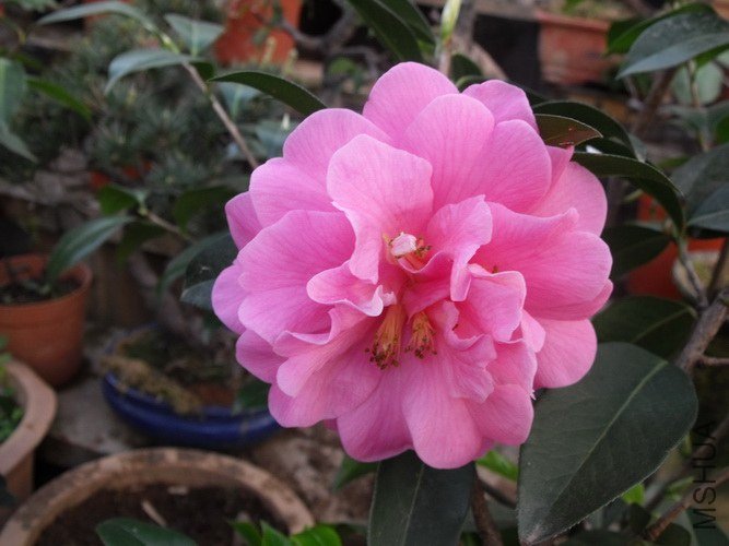 DSCF2514.JPG