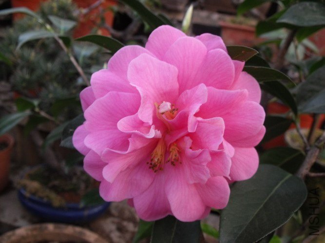 DSCF2515.JPG