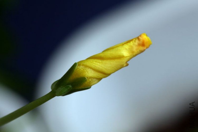 IMG_2308.2013.01.23.jpg