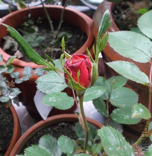 DSCF 1442.jpg