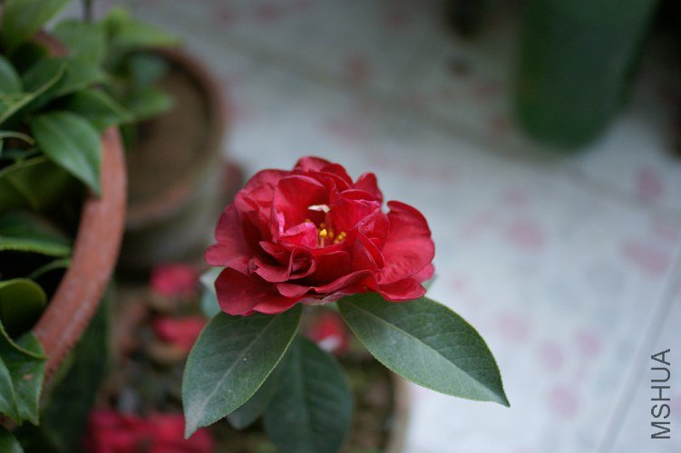 DSC00134.jpg