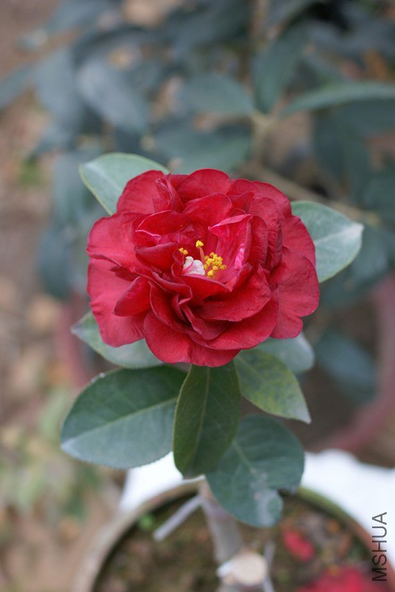 DSC00144.JPG