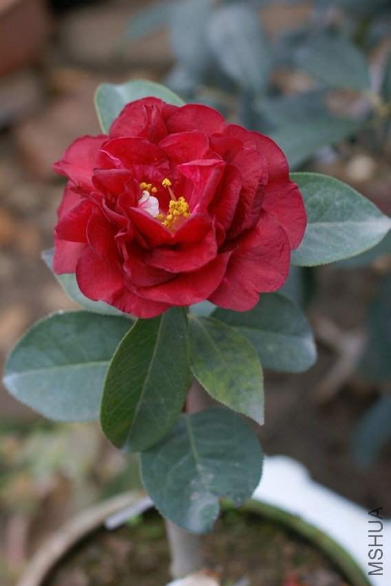 DSC00146.JPG