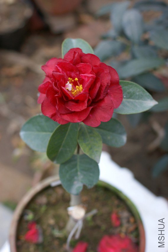 DSC00158.JPG