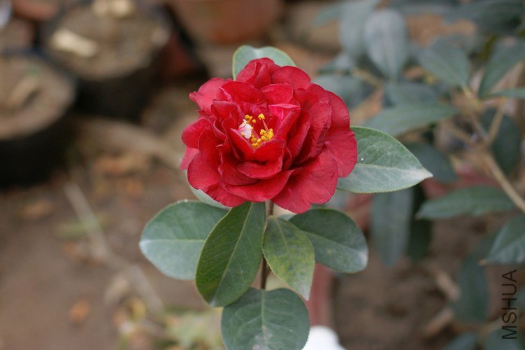 DSC00185.jpg