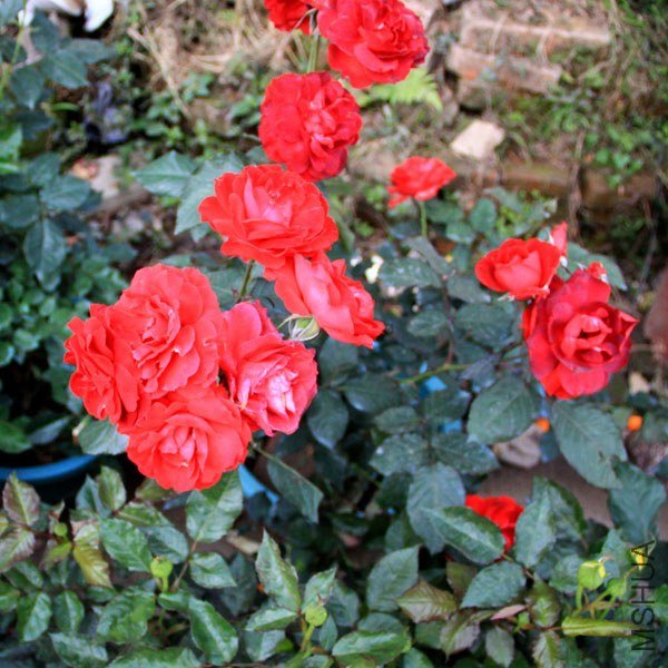 08.jpg