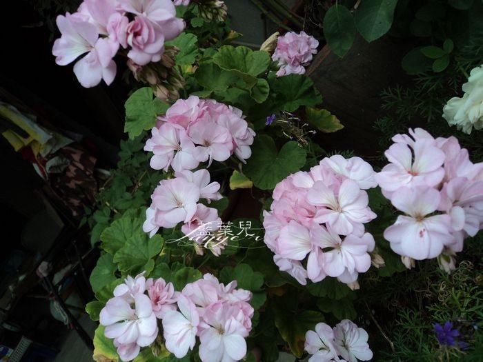 nEO_IMG_DSC04178.jpg