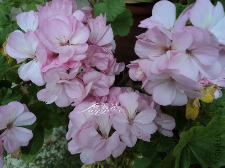 DSC04180.jpg