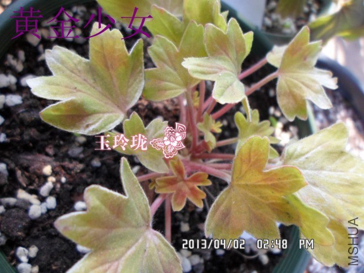 �ƽ���Ů (1).JPG