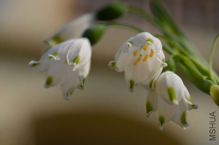 ԭ����ѩ�λ�20130402 008.JPG