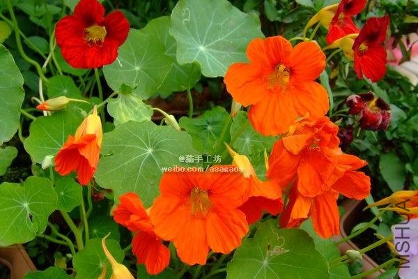 ������ά������ɽ ��ɫ2013-0403(011).jpg