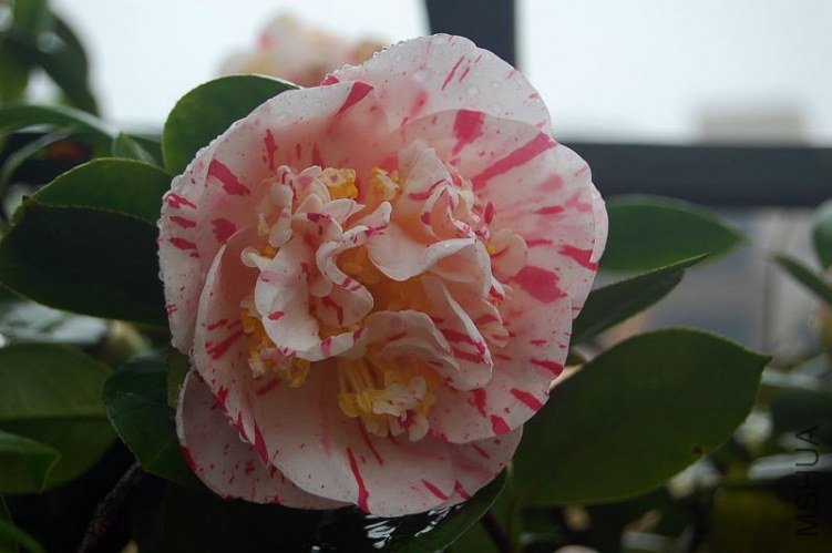 DSC_00020002.JPG