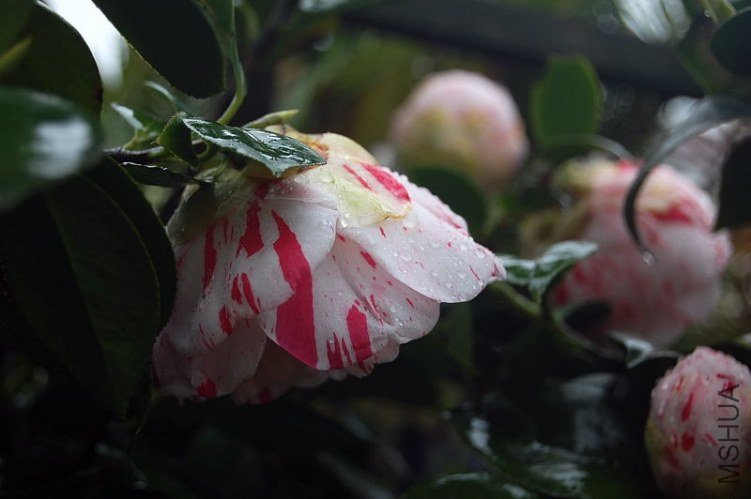 DSC_00100010.JPG