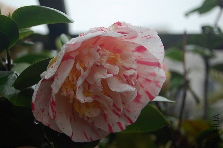DSC_00010001.JPG