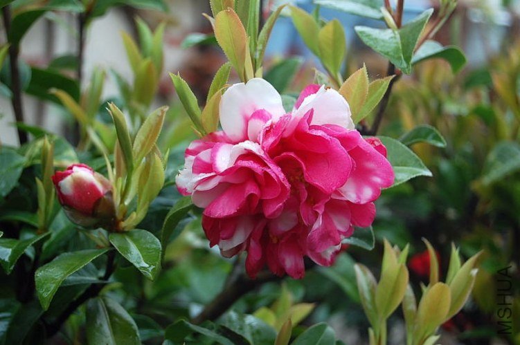 DSC_00270027.JPG