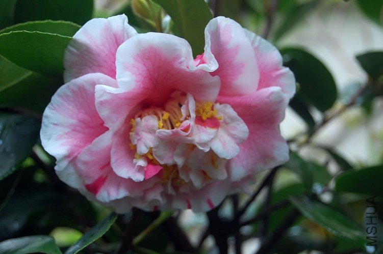 DSC_00350035.JPG
