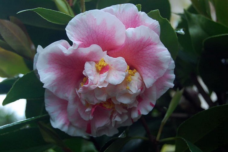 DSC_00310031.JPG