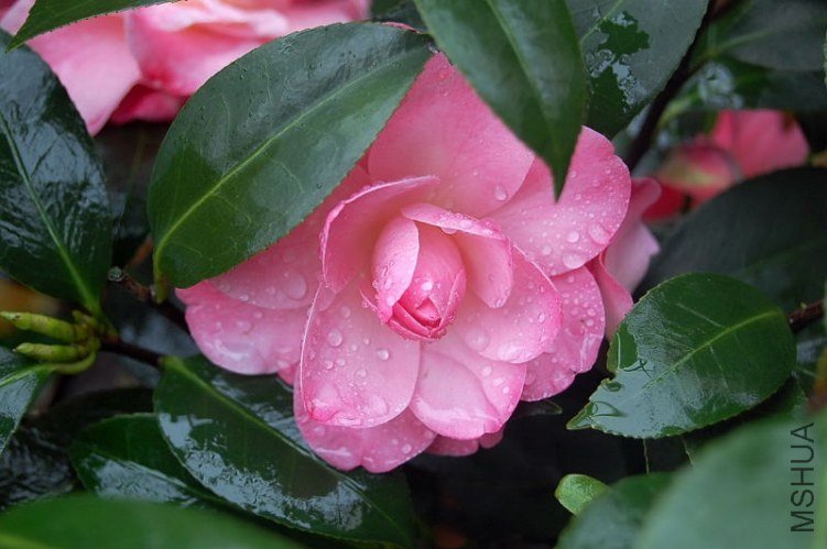 DSC_00410041.JPG