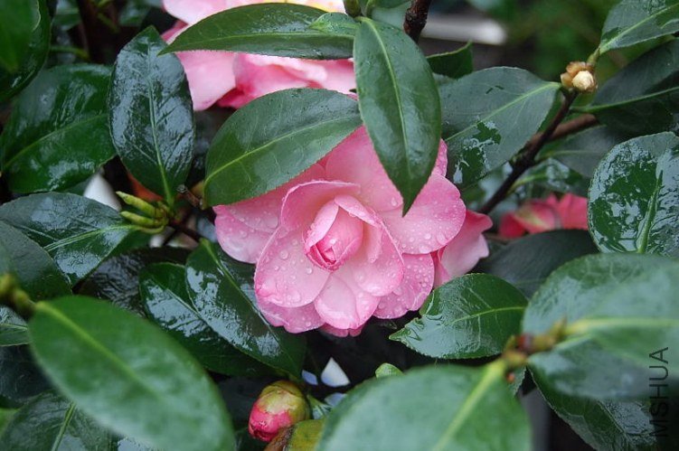 DSC_00420042.JPG