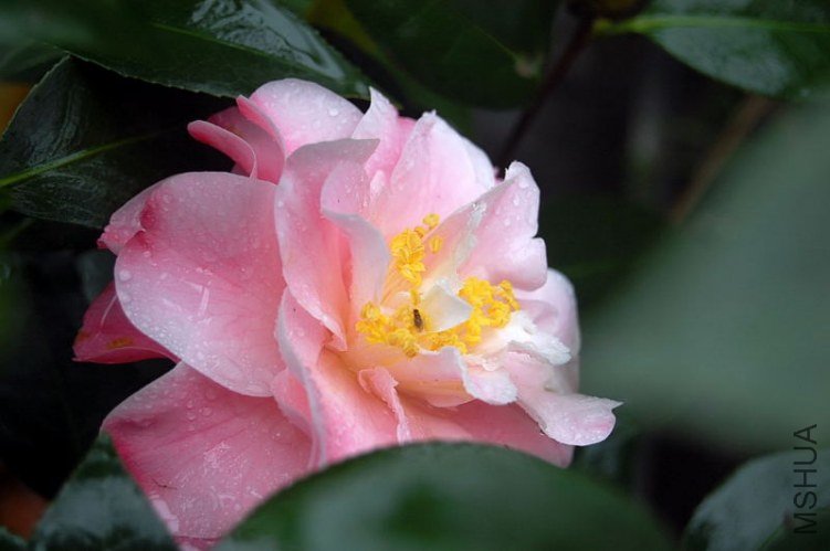 DSC_00450045.JPG