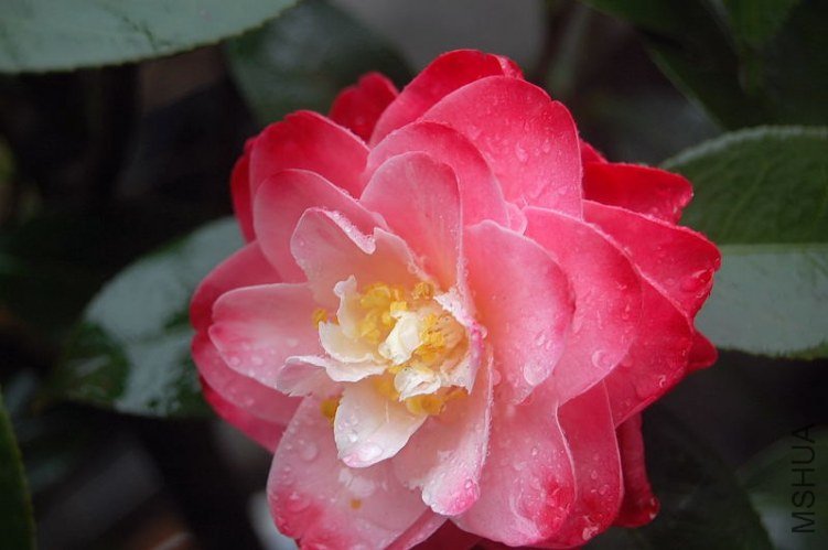 DSC_00370037.JPG