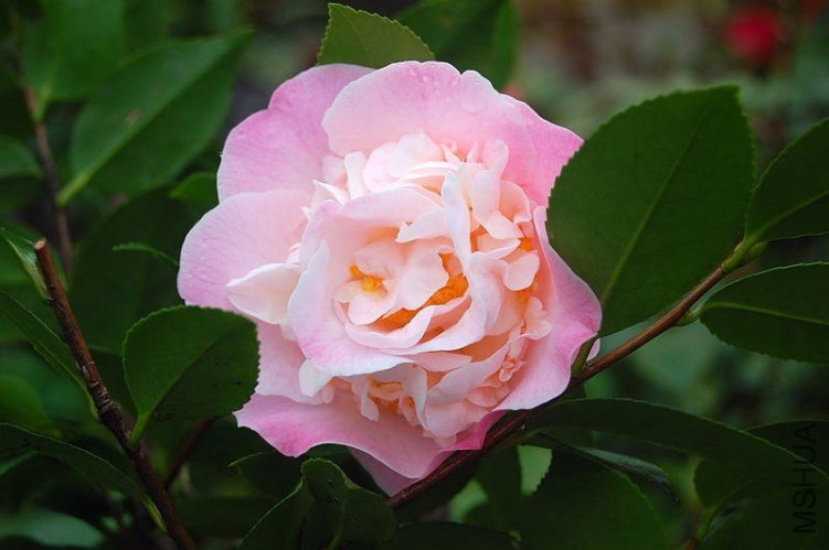 DSC_00660066.JPG
